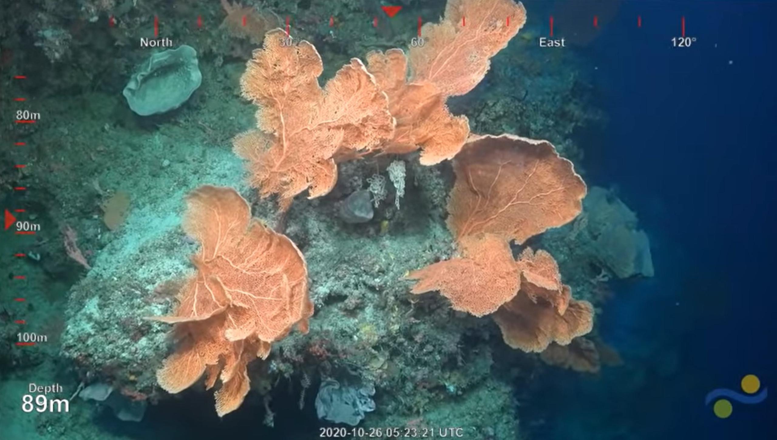 El robot SuBastian permitió grabar y transmitir en vivo el descubrimiento del enorme coral.