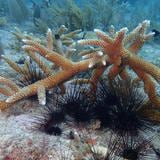 Los erizos de espinas largas salen al rescate de los corales de Florida