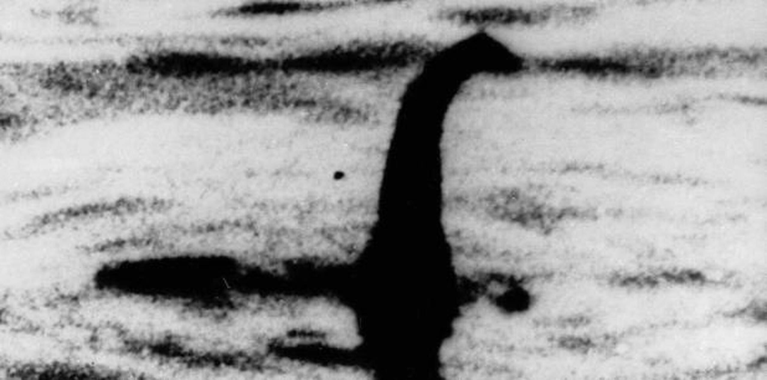 Una de las leyendas más extendidas sobre Nessie es que se trata de un plesiosauro de cuello largo que logró sobrevivir a la extinción de los dinosaurios. (AP)