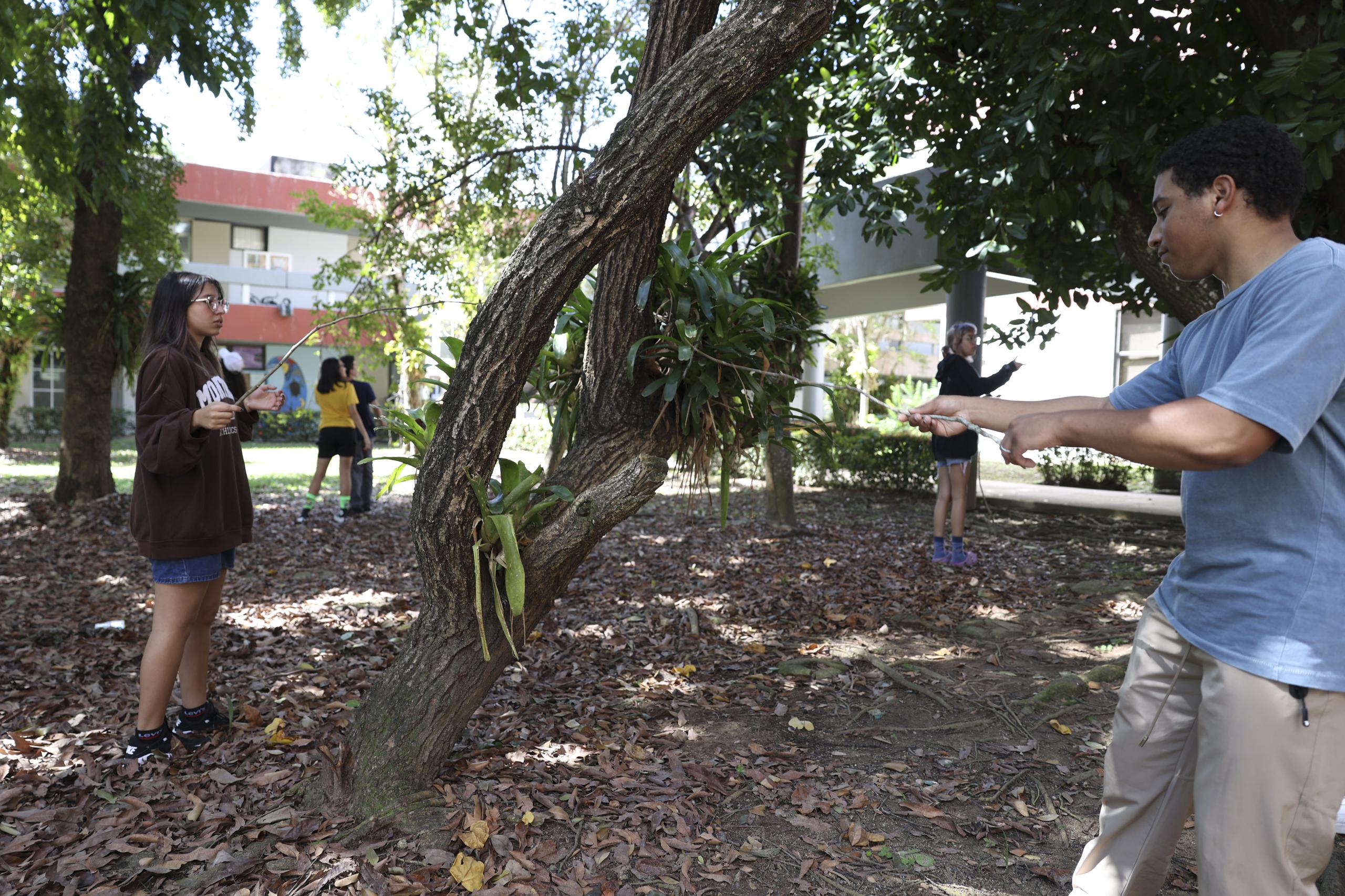 Estudiantes de la Asociación de Manejo de Vida Silvestre buscan lagartijos en una área verde del Recinto de Humacao.