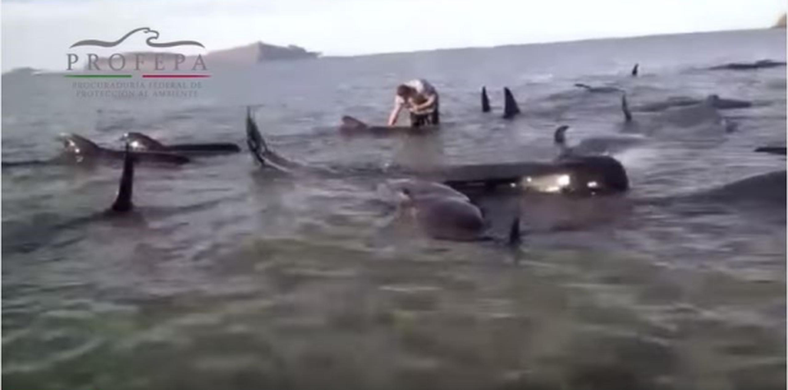 No está claro qué provocó el varamiento de las ballenas, que no presentaban señales visibles de lesiones. (Captura/YouTube)