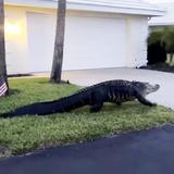 Vídeo: gigante caimán se pasea por casas de Florida