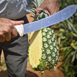 “Un problema grave” la falta de mano de obra en la agricultura local