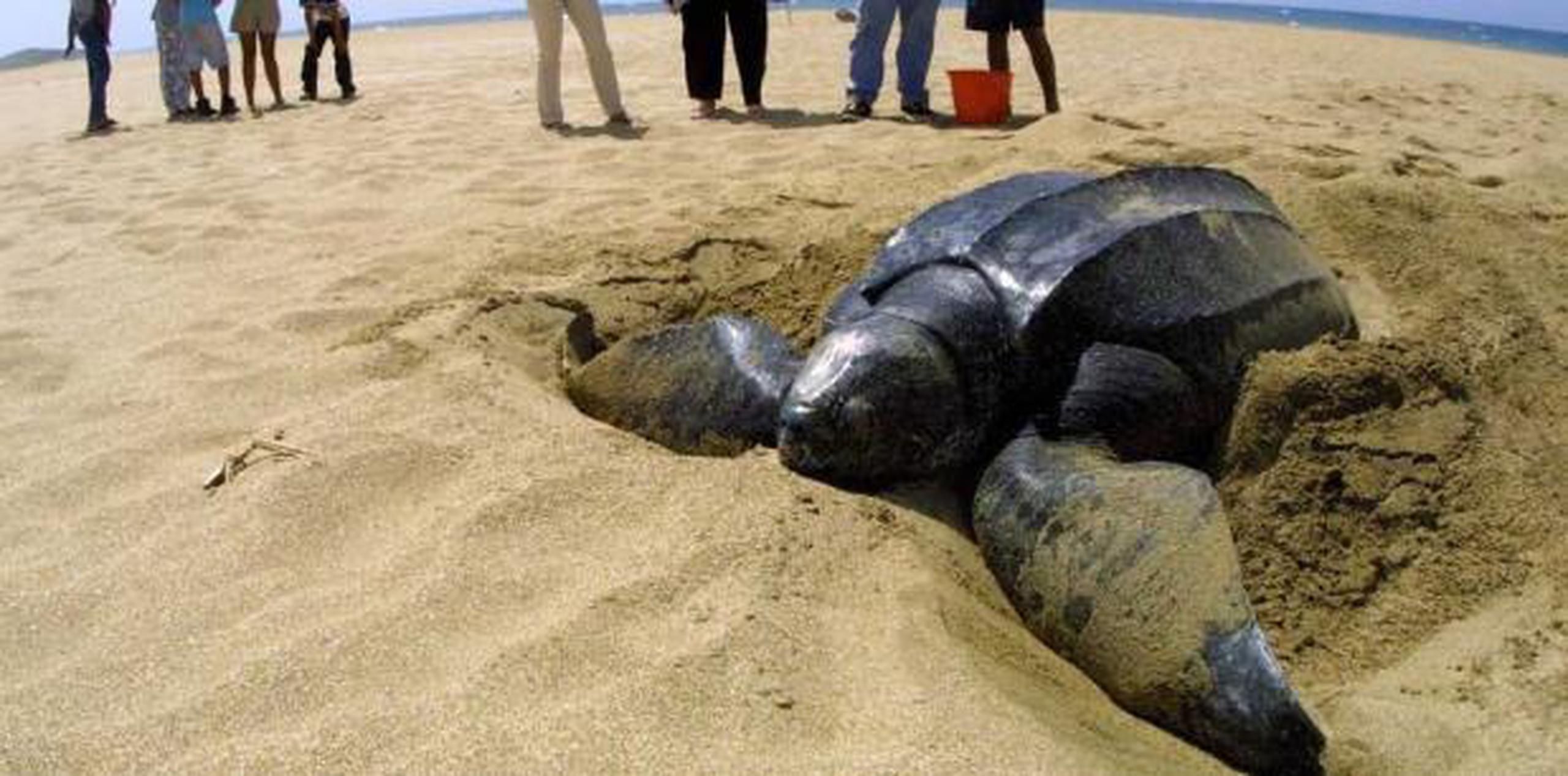 Uno de los problemas que tienen las tortugas es que no consiguen alimento y son perjudicadas por la contaminación de plástico. (Archivo)