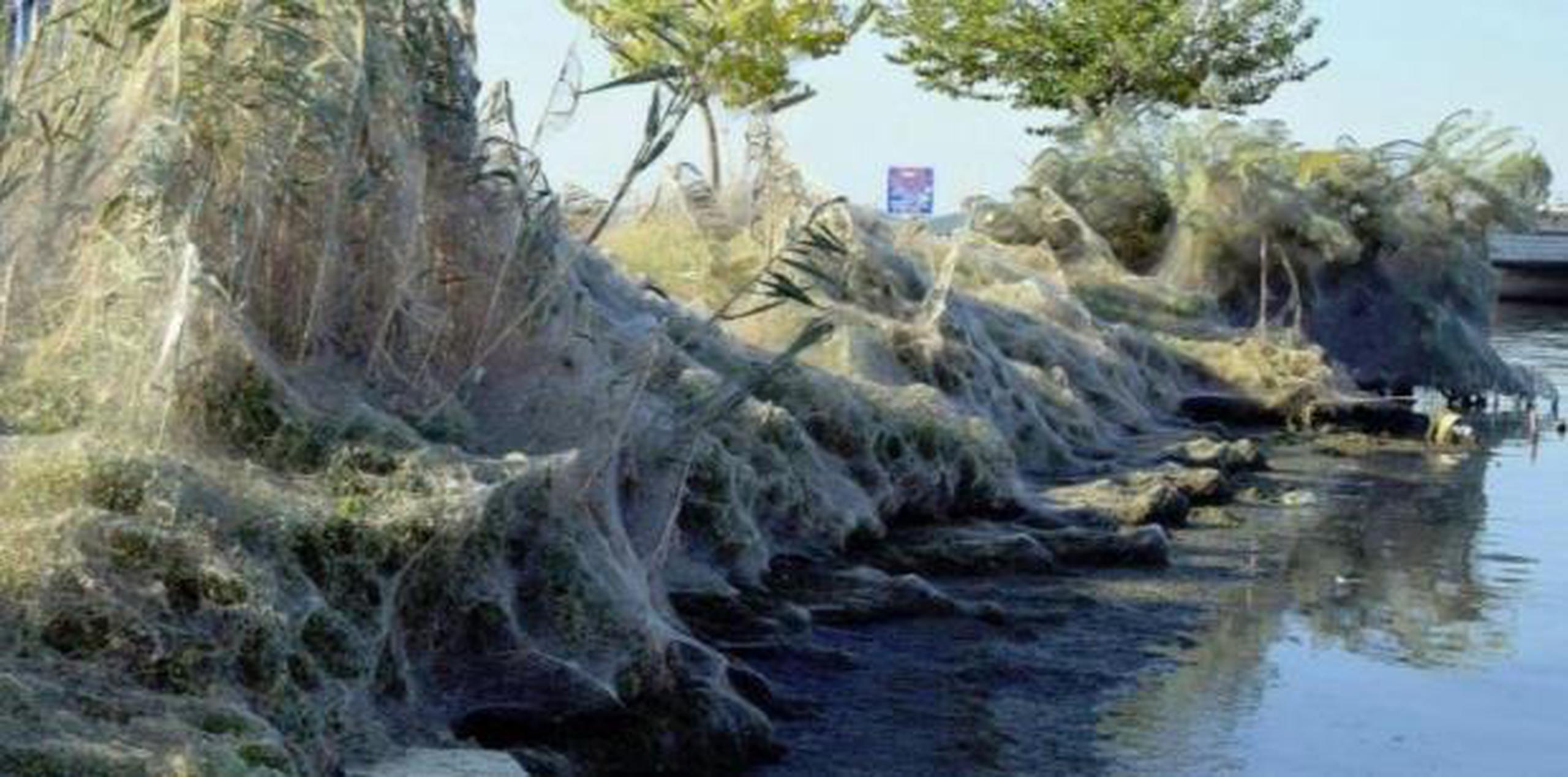 Los locales e incluso los turistas de este pueblo conocían las costumbres de las arañas, que tejen enormes telarañas con las que envuelven los árboles y arbustos cercanos al lago Aitoliko, informó La Vanguardia. (EFE)