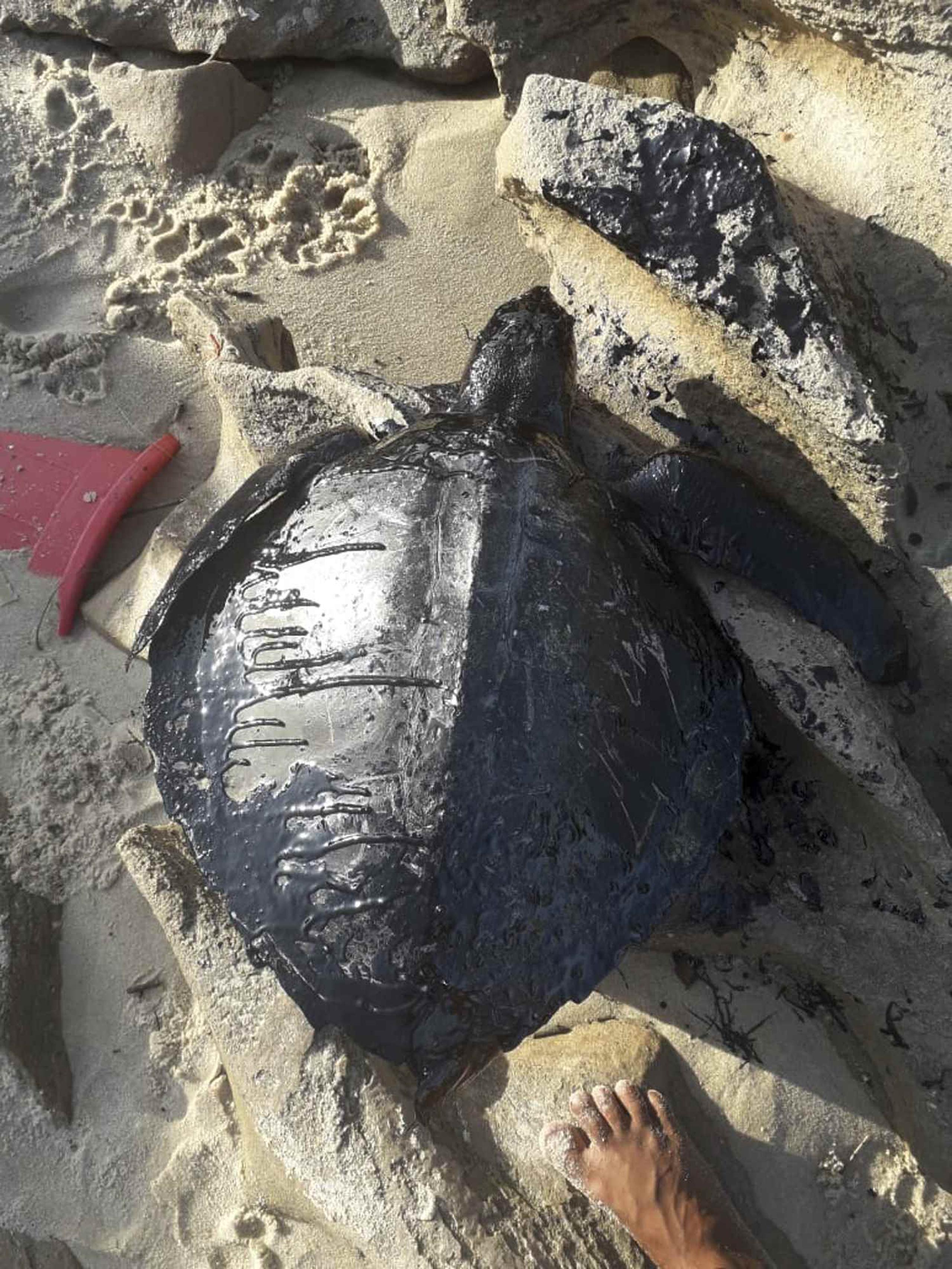 Doce tortugas marinas  murieron luego de haber entrado en contacto con el crudo. (Instituto Verdeluz )