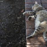 Investigan presunta matanza de gatos en Santa Isabel