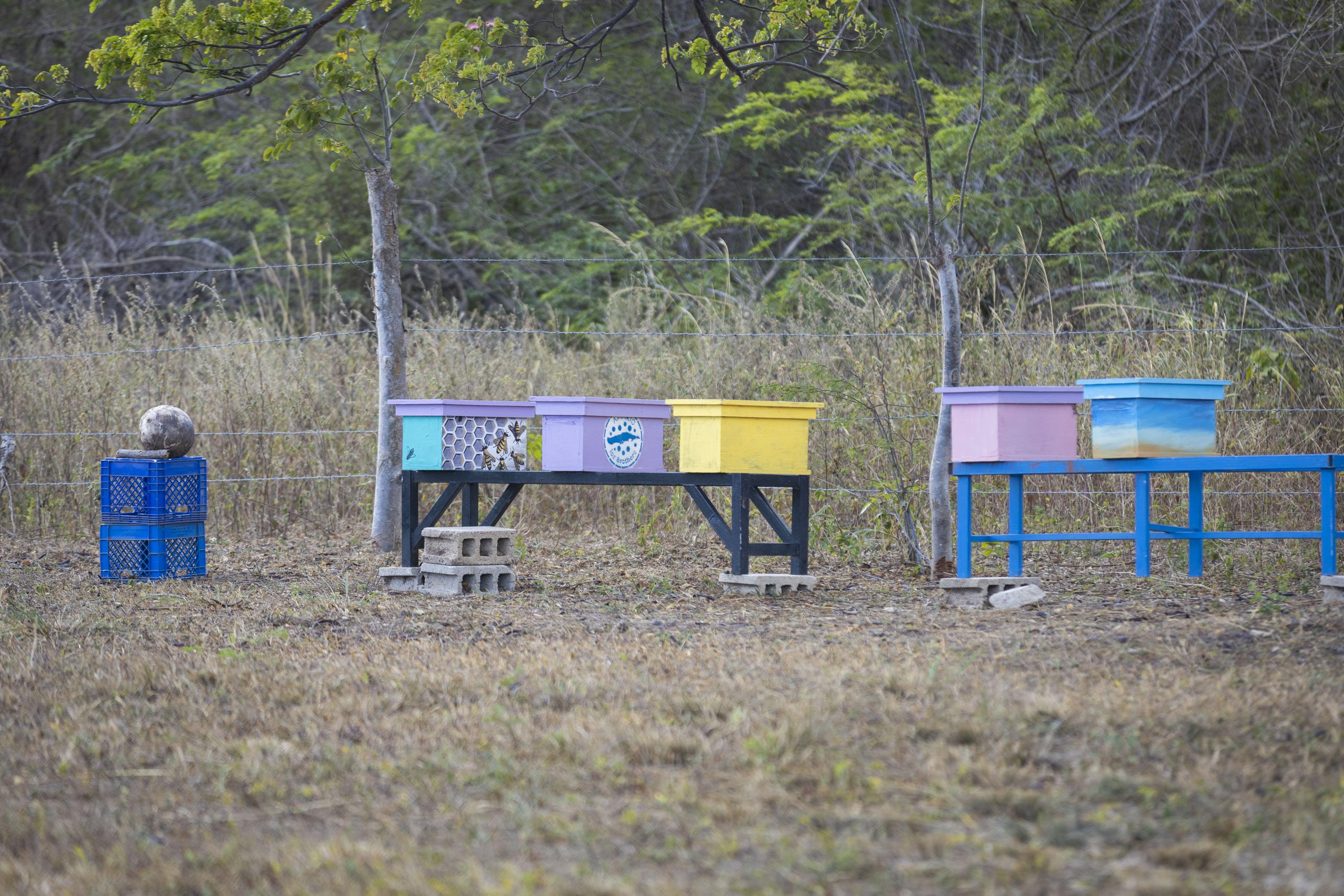 Una alianza con el apicultor Mario A. O’Neill las llevó a establecer el apiario La Dulzura.