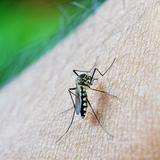 Colegio de Profesionales de Enfermería exhorta a tomar medidas ante aumento en casos de dengue