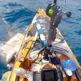 Tiburón ataca kayak y el hombre se salva de milagro
