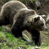 Sacrificaron más de 200 osos pardos en Eslovenia en 2022 