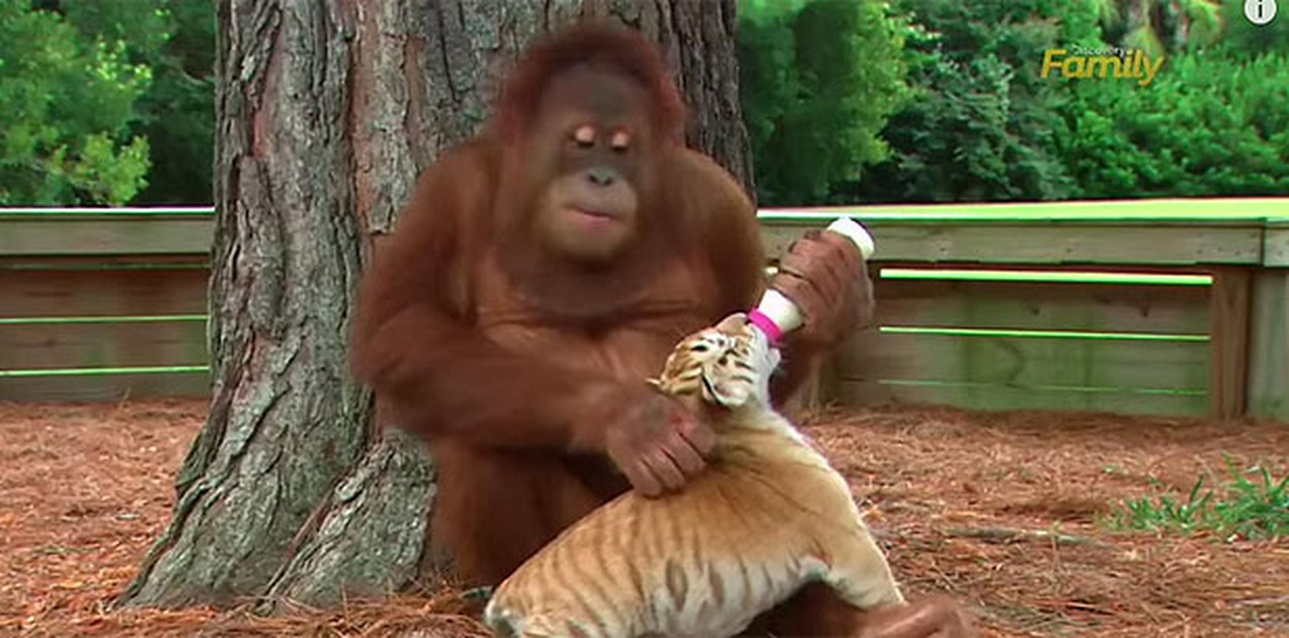 Esta no es la primera vez que los orangutanes y tigres se han convertido en amigos. (Youtube)