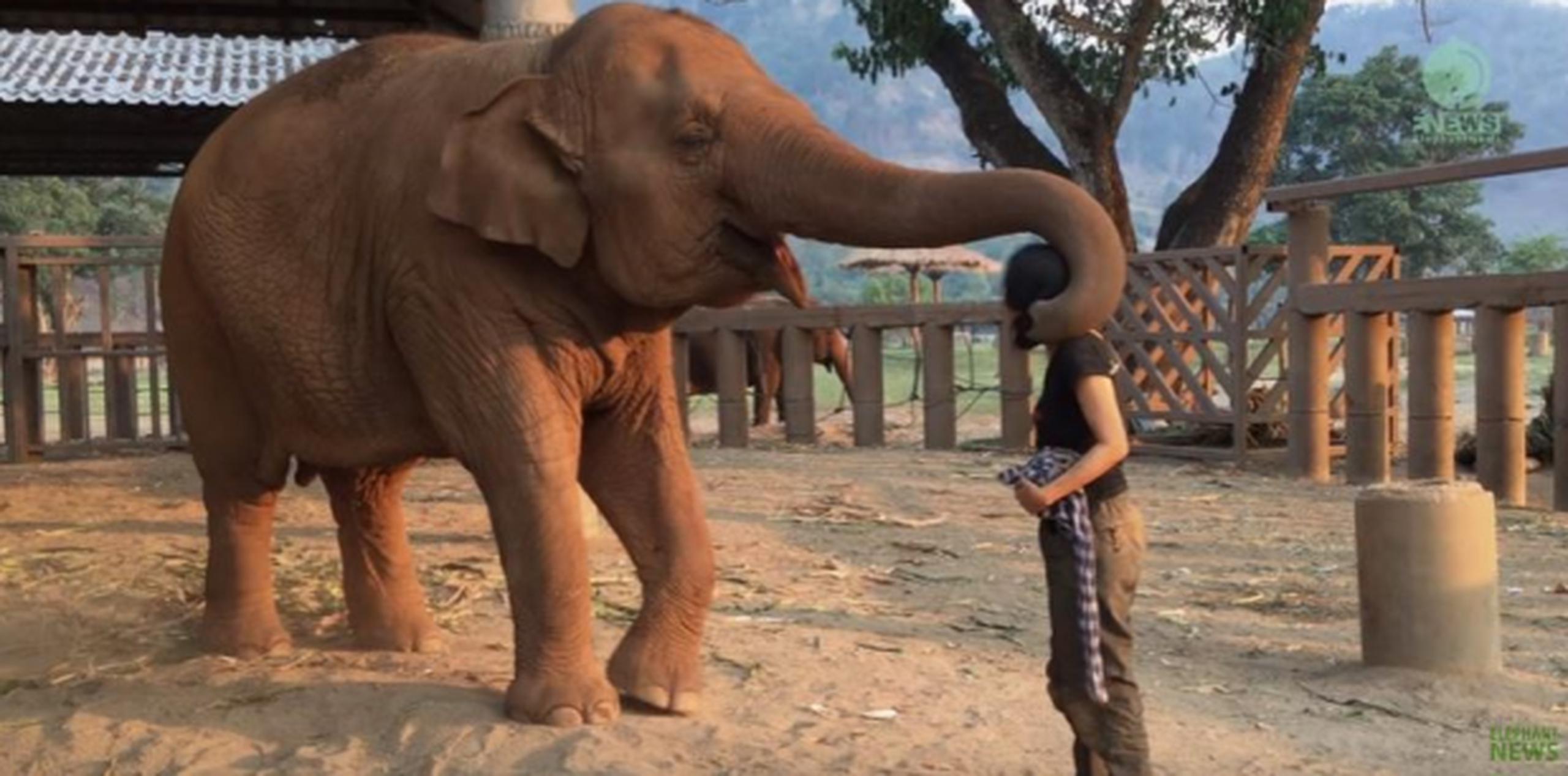 La vida de Faanmai, un elefante asiático, y su querida cuidadora encaja perfectamente en este marco. (YouTube)