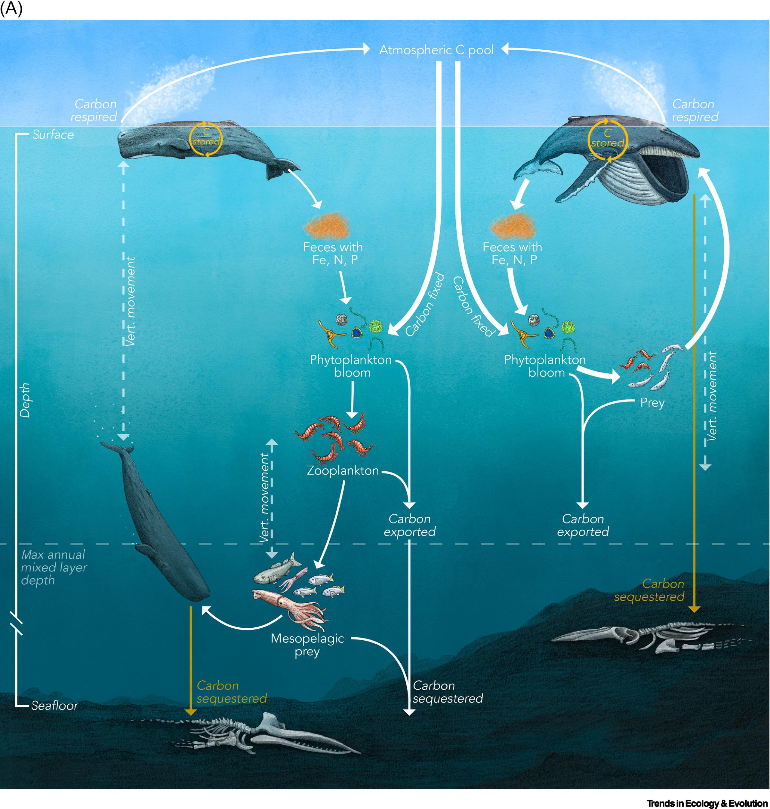 Infografía de las vías directas e indirectas del ciclo de nutrientes y carbono de las grandes ballenas. (EFE/Trends in Ecology & Evolution/Pearson)