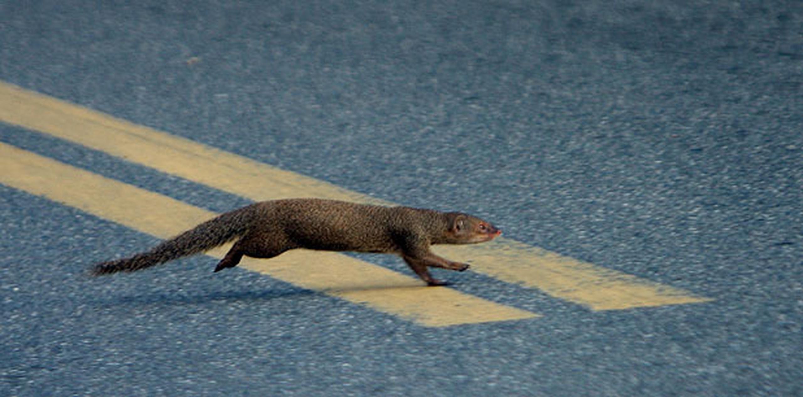 Especies invasoras llegaron y se quedaron con el cantoVÍDEOS