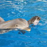 Los delfines “gritan” debido al creciente ruido submarino