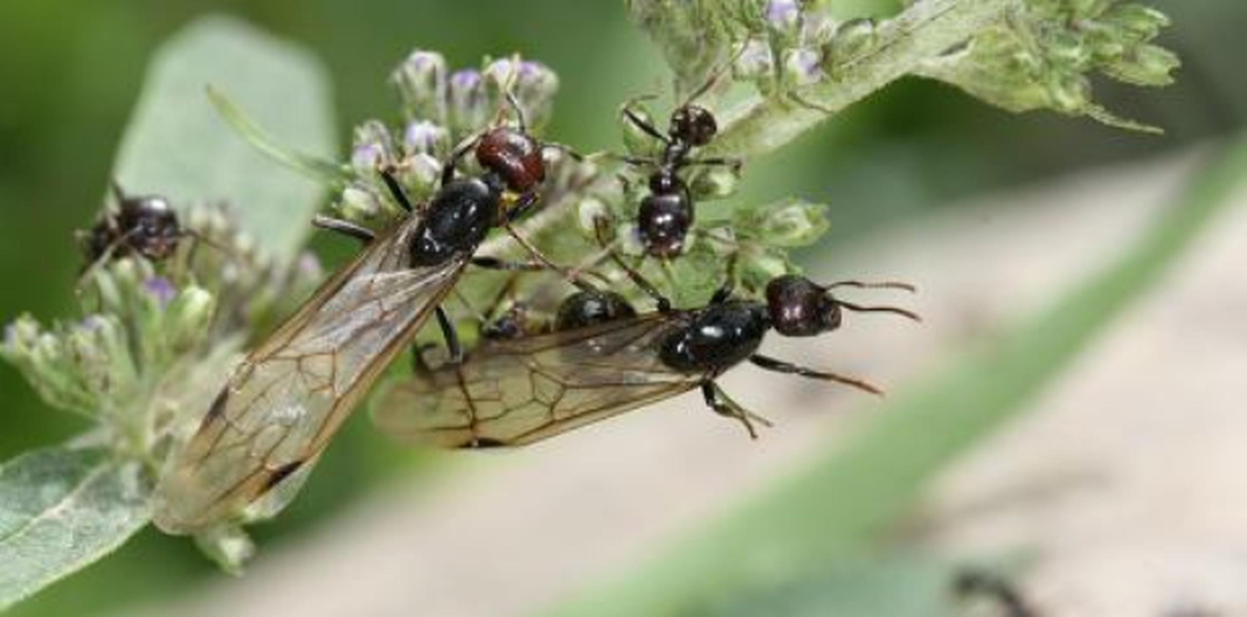 Resulta que las hormigas de ala aprovechan la lluvia -y posteriormente la salida del sol- para salir volando de su hormiguero. (Archivo)