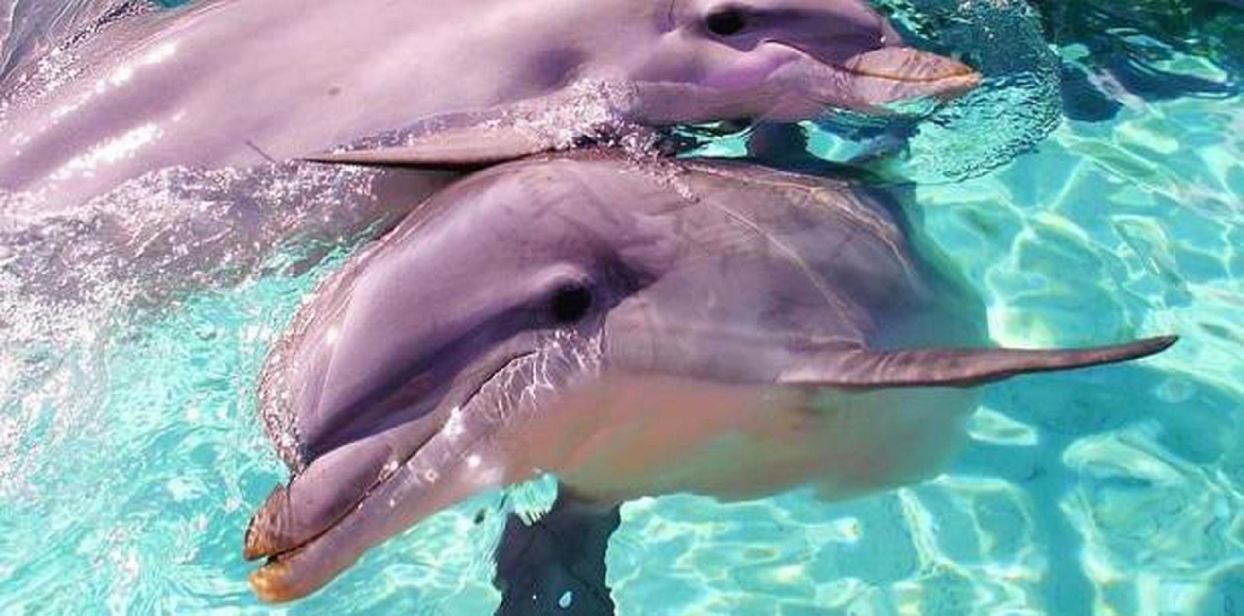 Los delfines de nariz están protegidos bajo la Ley de Protección de los Mamíferos Marinos de Estados Unidos. (Archivo)