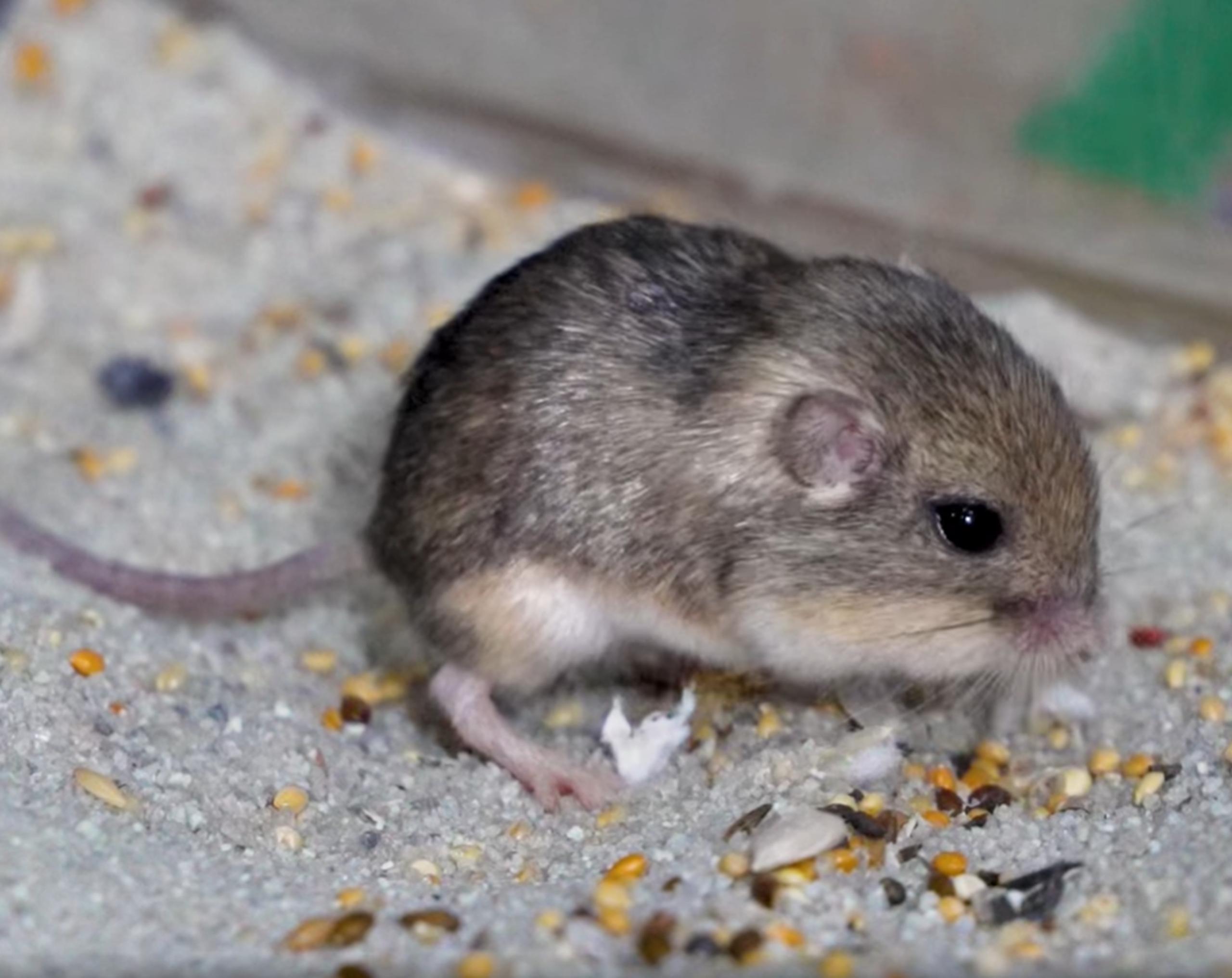 El ratón de abazones del Pacífico, que pesa lo mismo que tres monedas pequeñas, es la especie de ratón más pequeña de Norteamérica.