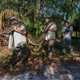 Capturan pitón de 215 libras en Florida 