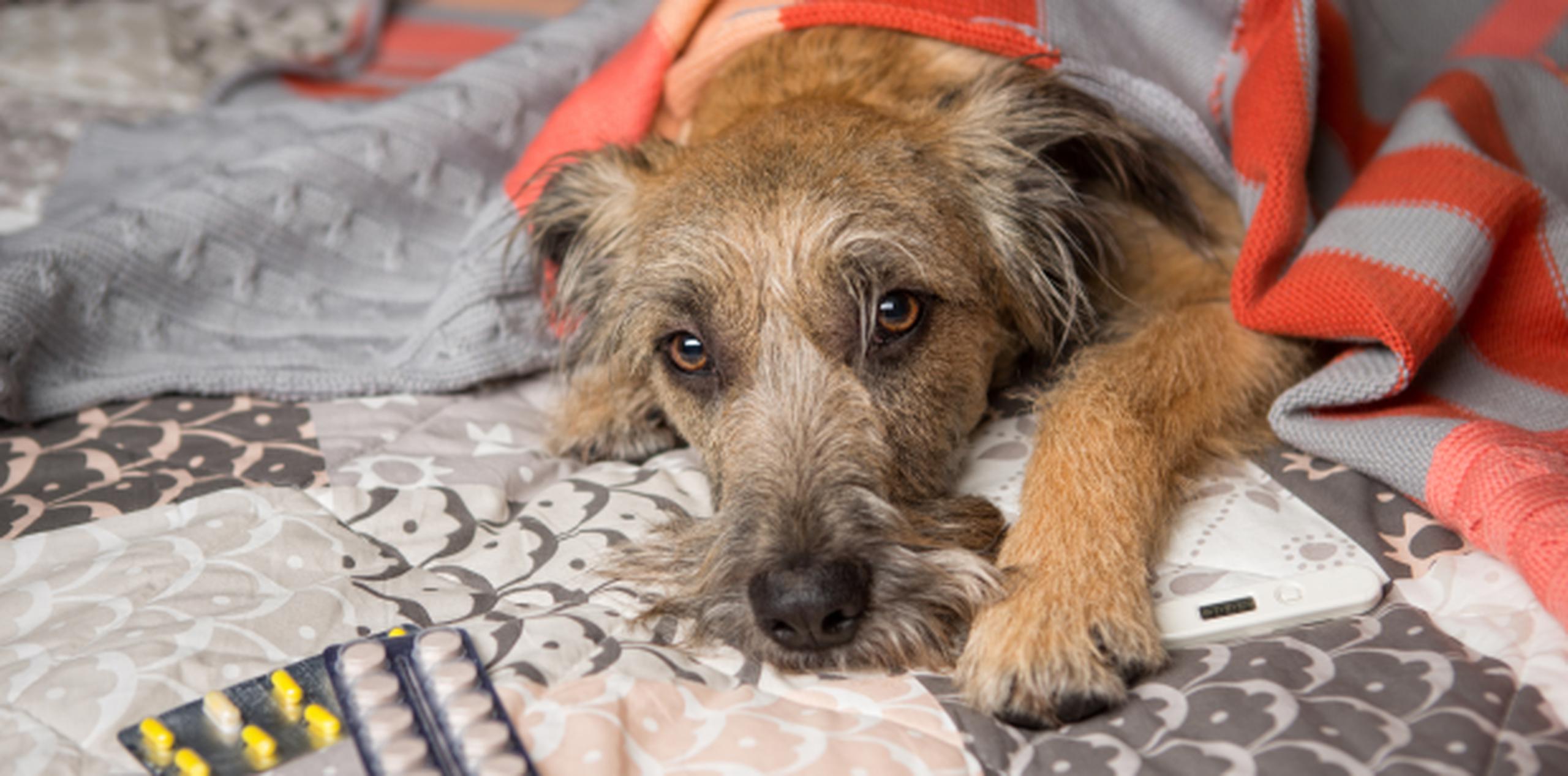 El cáncer es la principal causa de muerte en los perros. (Shutterstock)