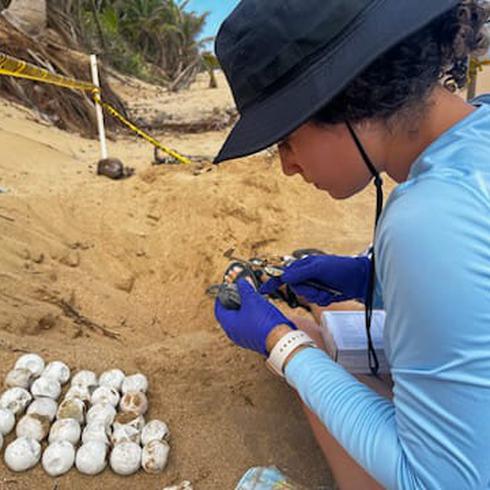 Analizan el microambiente de los nidos de tinglares en Arecibo