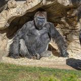 Gorilas de zoológico en San Diego dan positivo a coronavirus