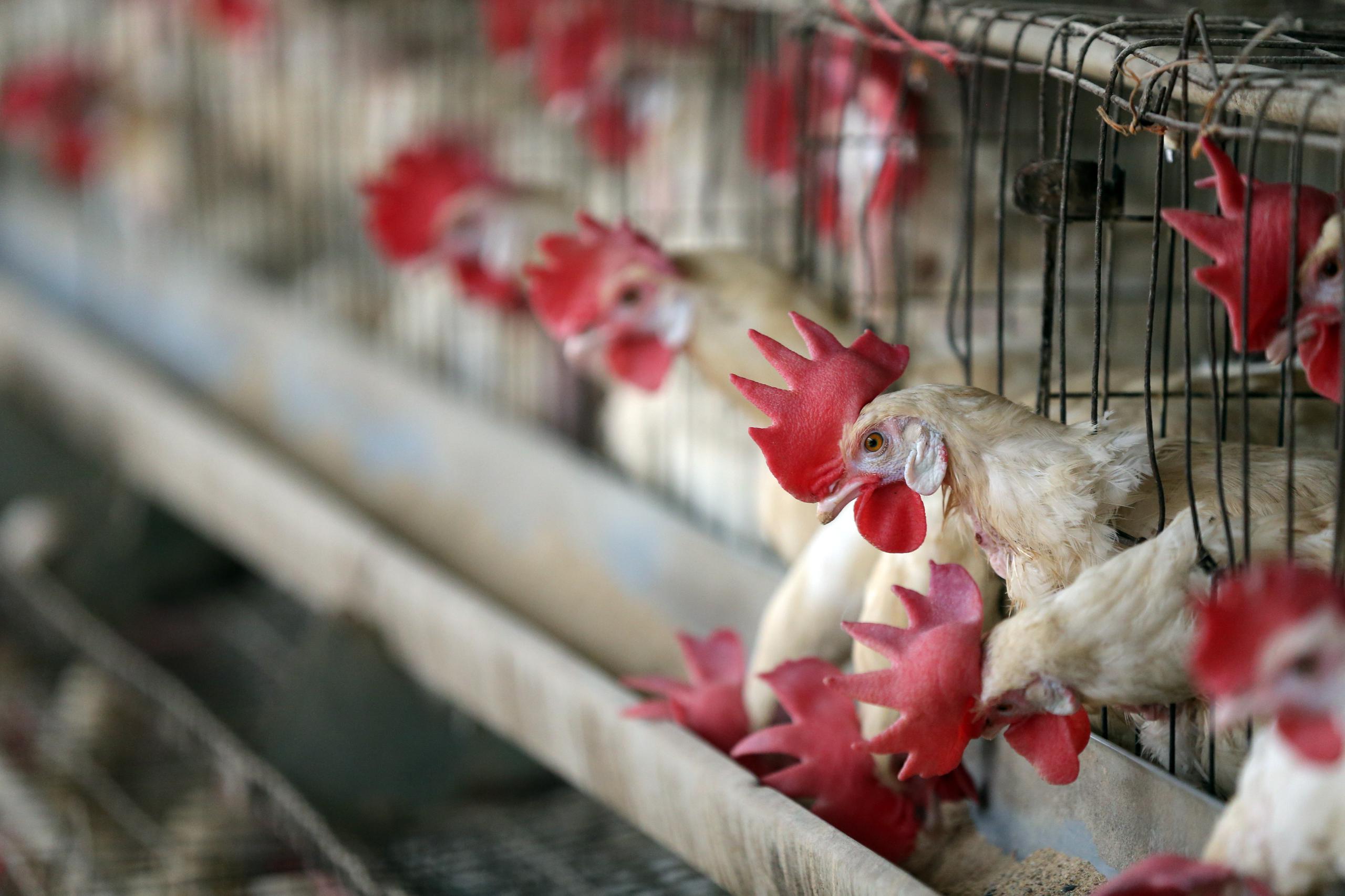 La gripe aviar es mortal para las aves. Como hasta el presente, no se ha identificado cura para combatir esta enfermedad, se deben sacrificar los animales contagiados. (Imagen de archivo/EFE/EPA/RAMINDER PAL SINGH)