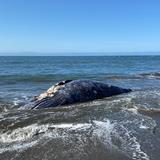 Hallan cuatro ballenas muertas en la Bahía de San Francisco