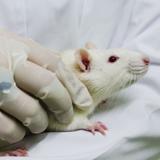 Logran trasplantar neuronas humanas a ratones para estudiar padecimientos mentales