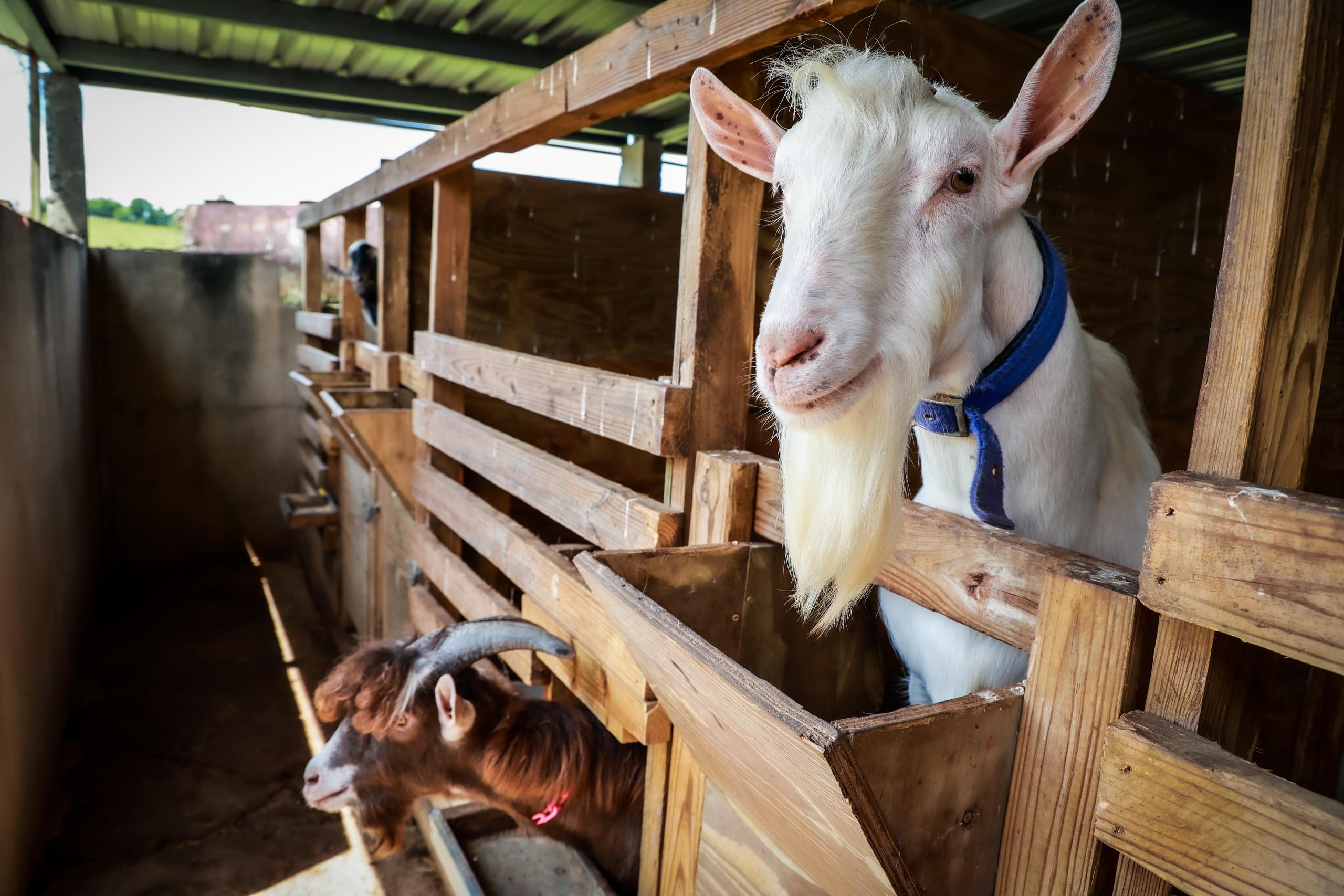 En la Hacienda Dos Aromas también se ofrecen recorridos y la degustación del gelato que se confecciona con leche de cabra.