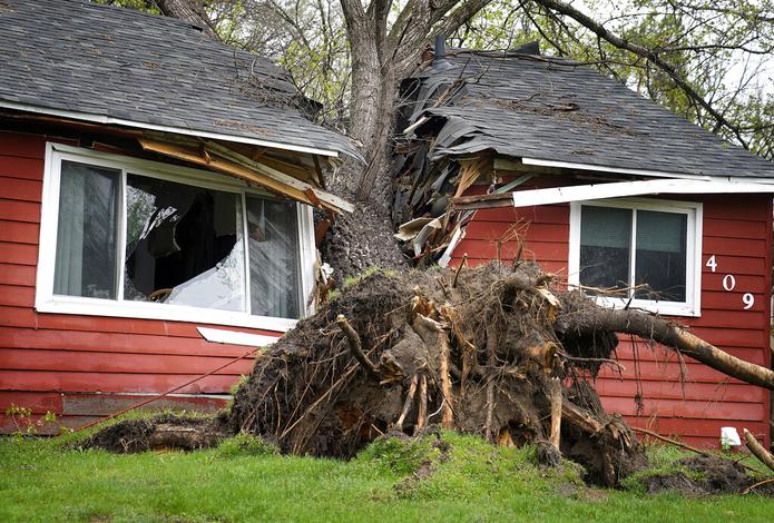 Un árbol derribado por los fuertes vientos de una tormenta eléctrica nocturna, el 12 de mayo de 2022 en Coon Rapids, Minnesota.