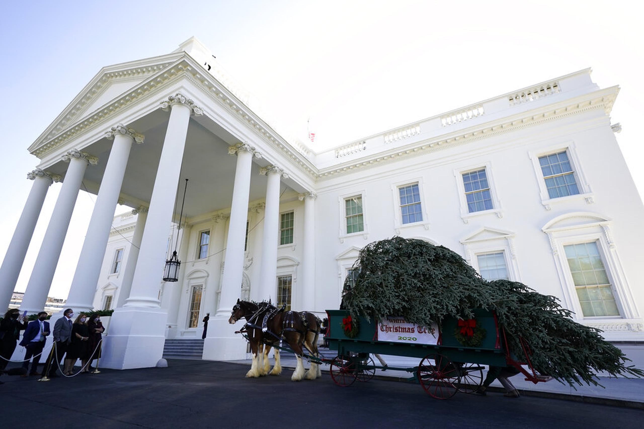El árbol de Navidad de la Casa Blanca llegó ayer, lunes, en una carroza tirada por caballos.