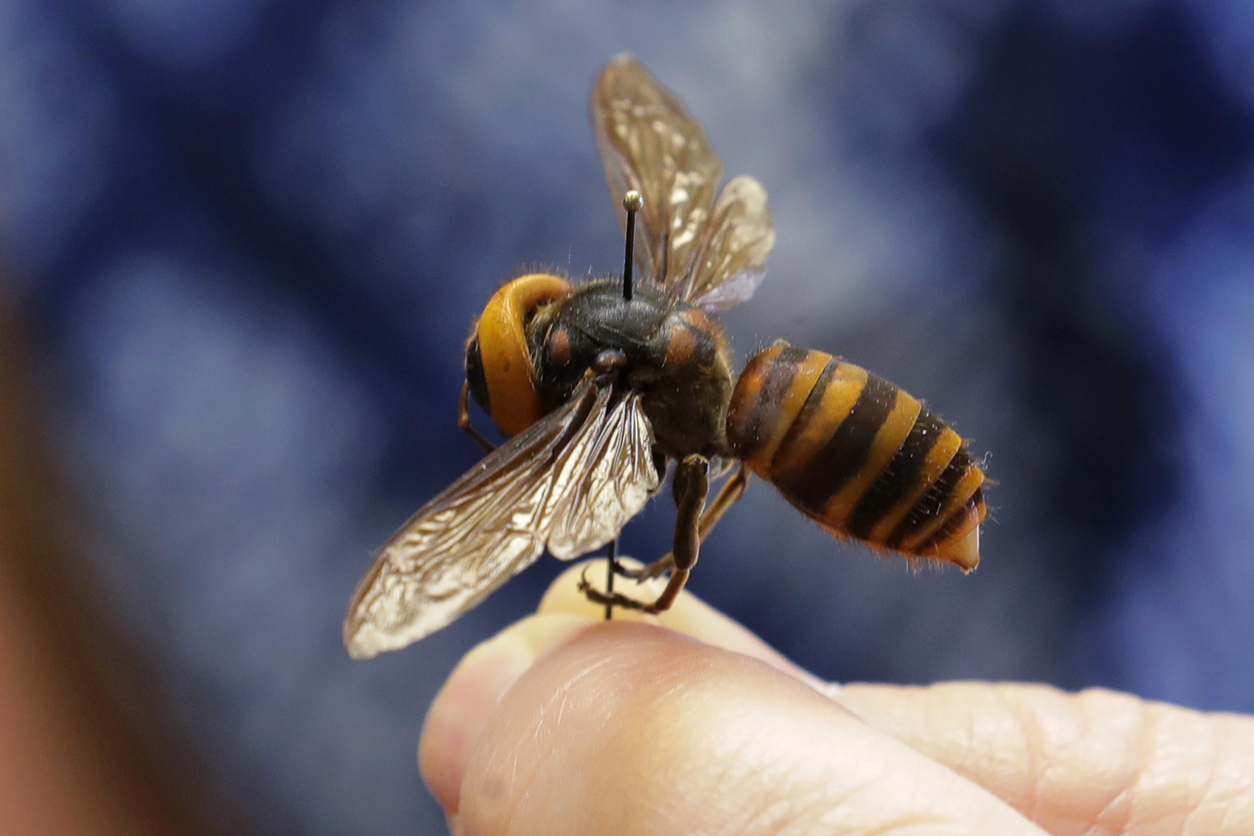 A dead Asian giant hornet sent from Japan is held on a pin by Sven Spichiger, an entomologist with the Washington State Department of Agriculture, Monday, May 4, 2020, in Olympia, Wash. The insect, which has been found in Washington state, is the world's largest hornet, and has been dubbed the "Murder Hornet" in reference to its appetite for honey bees, and a sting that can be fatal to some people. (AP Photo/Ted S. Warren)