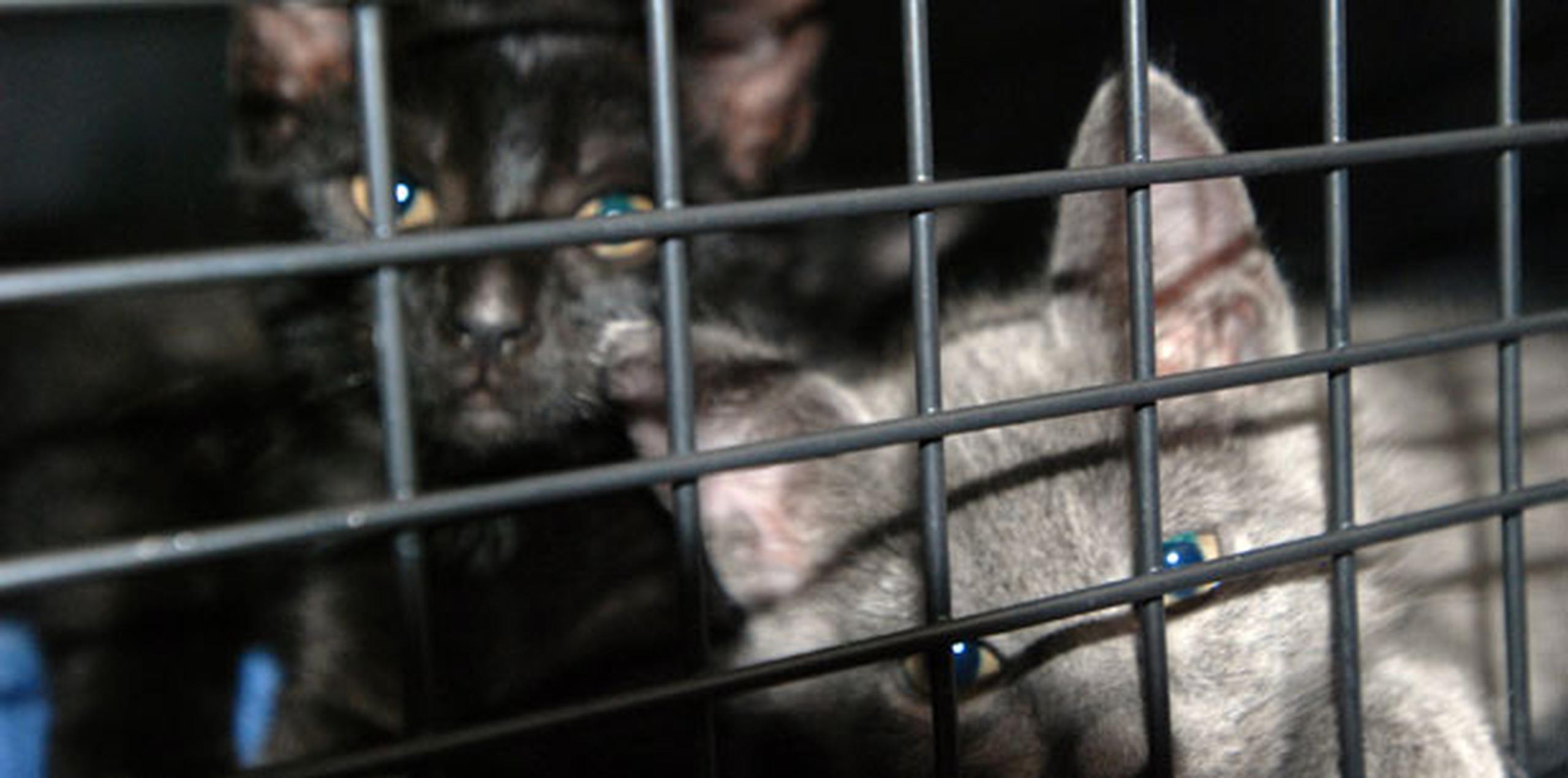 Unos 300,000 gatos vagabundos deambulan solamente en Oahu, de acuerdo con una investigación encargada en 2015 por la organización Humane Societe de Hawaii. (AP Photo/Audrey McAvoy)
