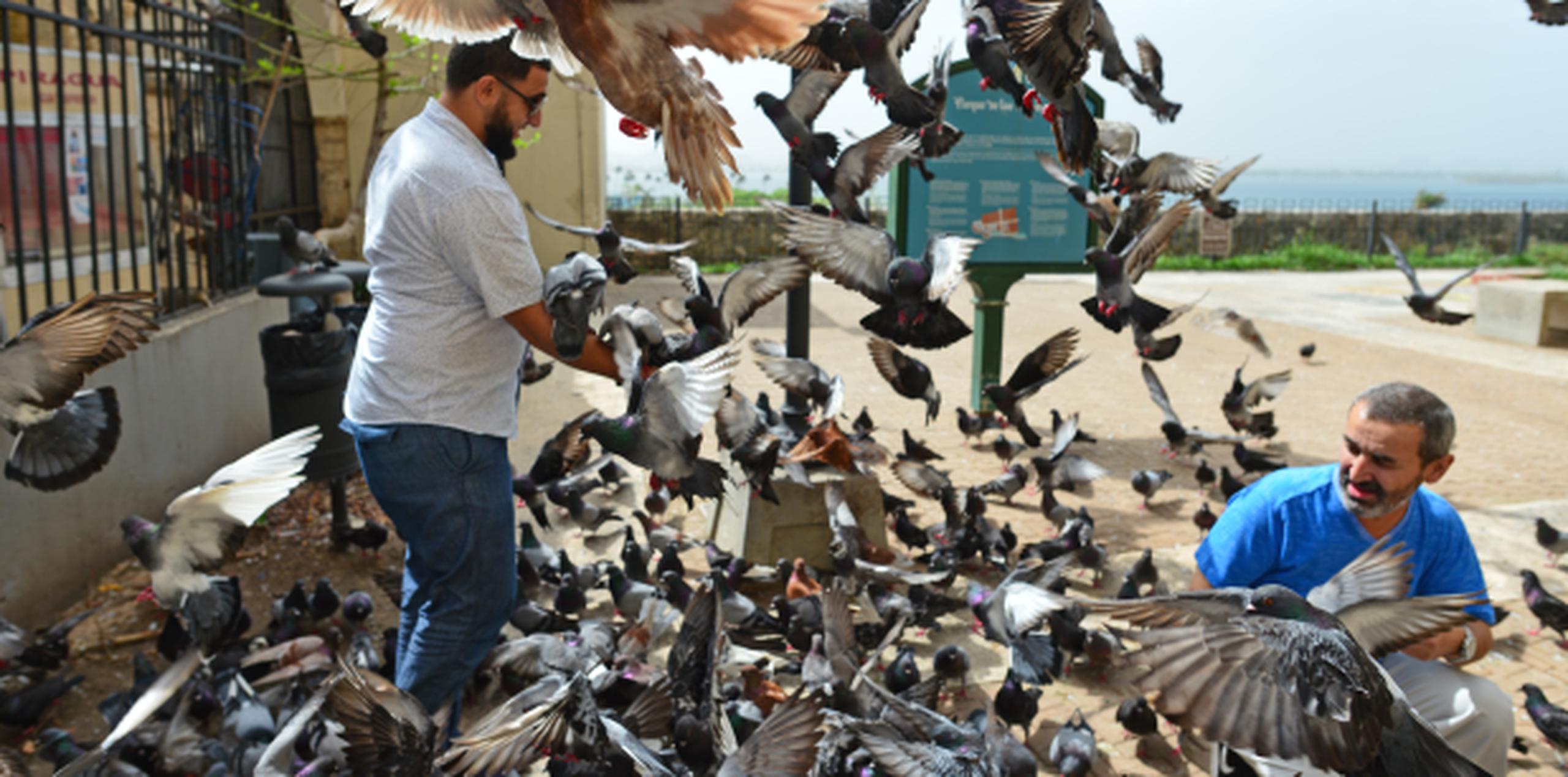 Aunque murieron varias, la población de aves –a juicio de quienes se pasan en el lugar- continúa estable y los visitantes no se han olvidado de ellas. (luis.alcaladelolmo@gfrmedia.com)