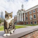 Universidad en Vermont otorga doctorado honorífico a un gato
