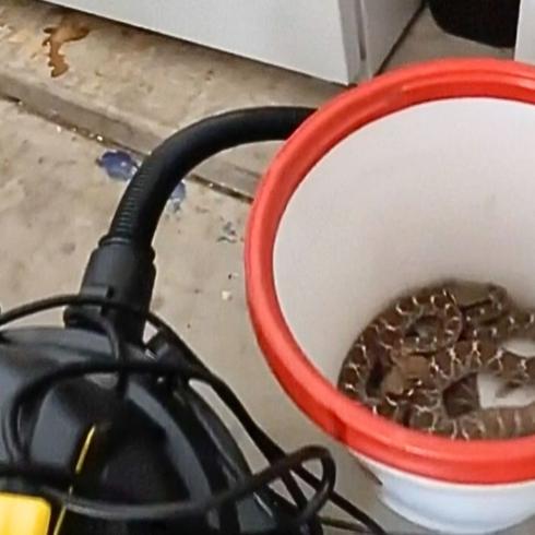 Hombre descubre que estaba viviendo con 20 serpientes en su casa