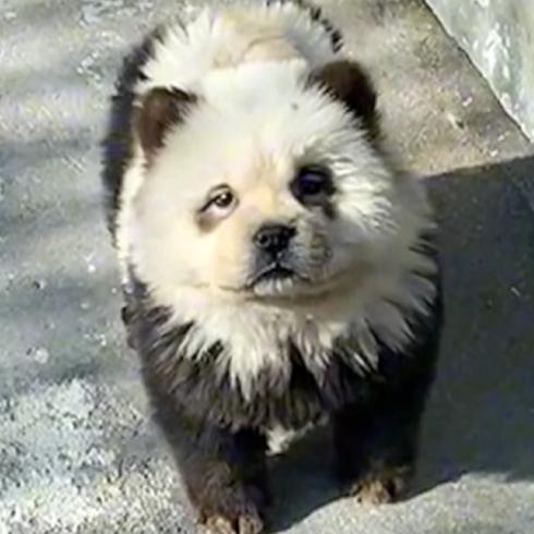 Furor por exhibición de “perros panda” en zoológico de China