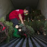 Comenzó la venta de árboles de Navidad en Puerto Rico
