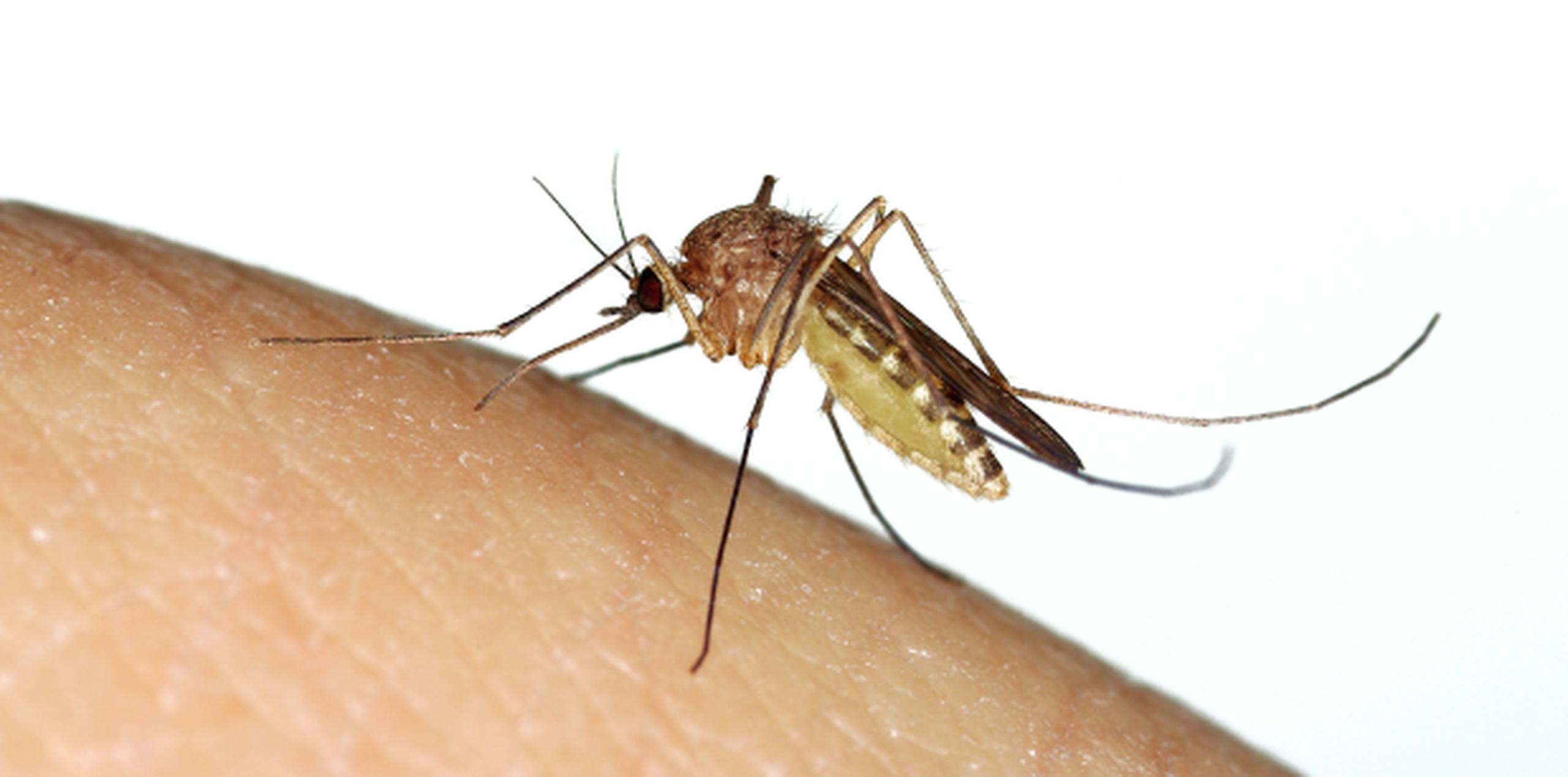 Los mosquitos usados en el estudio fueron capturados en la ciudad de Recife, una de las más afectadas por la epidemia de zika que castigó Brasil a comienzos del año pasado. (EFE / Thais Llorca)