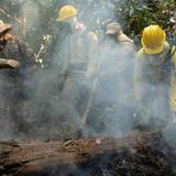 Brasil: crecen alertas por deforestación en Amazonía en el 2019