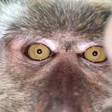 Mono roba celular y se toma “selfies”