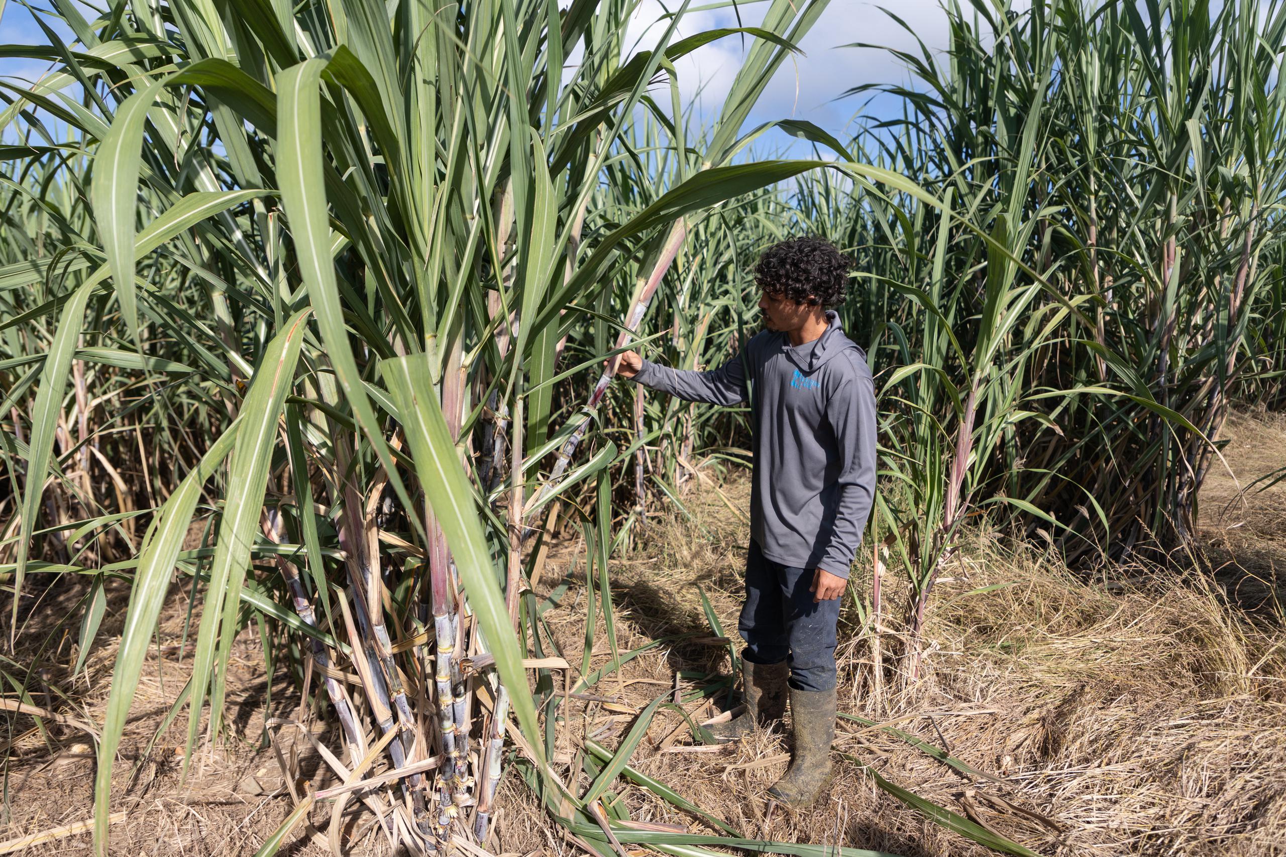 La Central Coloso en Aguada  intenta resurgir con un gran sembradío de caña. En la foto, el agrónomo Jan Ortiz Irizarry durante un recorrido por la finca.
