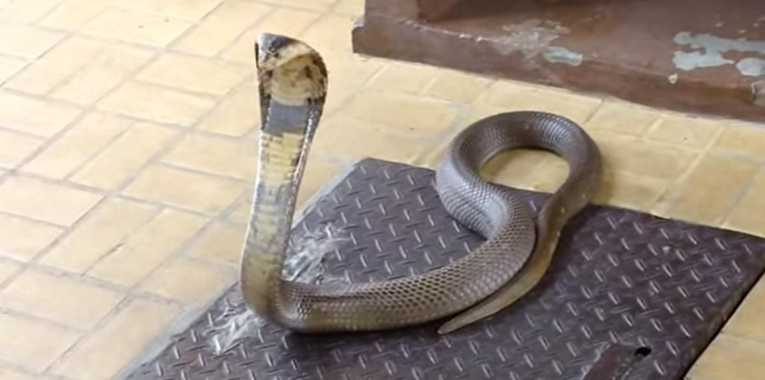 Las serpientes escaparon de una granja ilegal. (Captura YouTube)