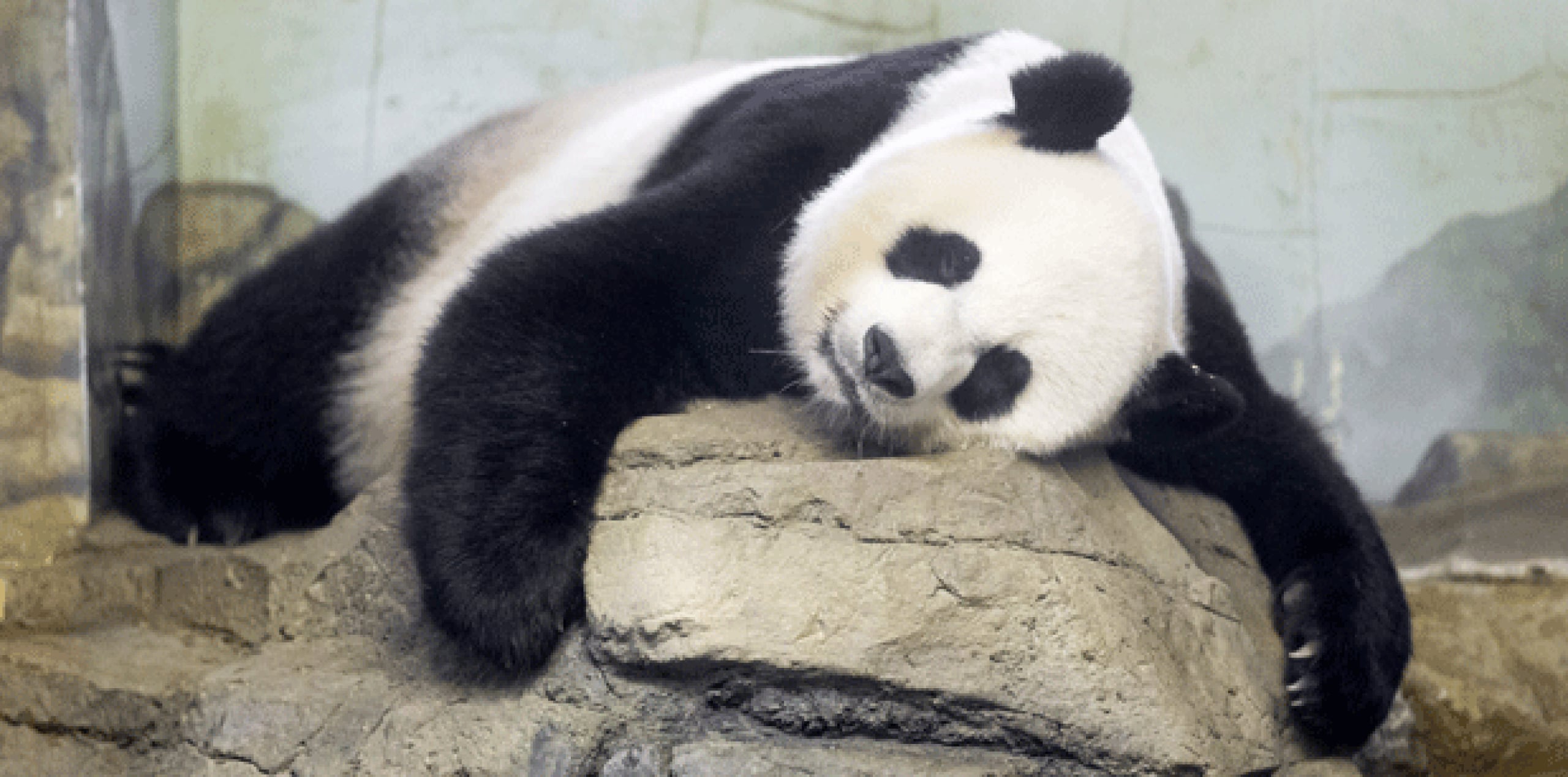 Mei Xiang, una osa panda de 17 años e icono turístico de la ciudad, fue inseminada artificialmente en abril pero no se confirmó su embarazo hasta pocos días antes de que diera a luz a sus dos crías este sábado, con cinco horas de diferencia entre una y otra. (EFE)