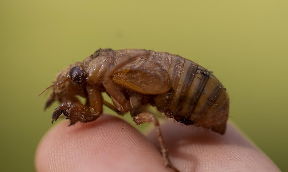 Cicadas are so loud in a South Carolina community that residents are calling the police