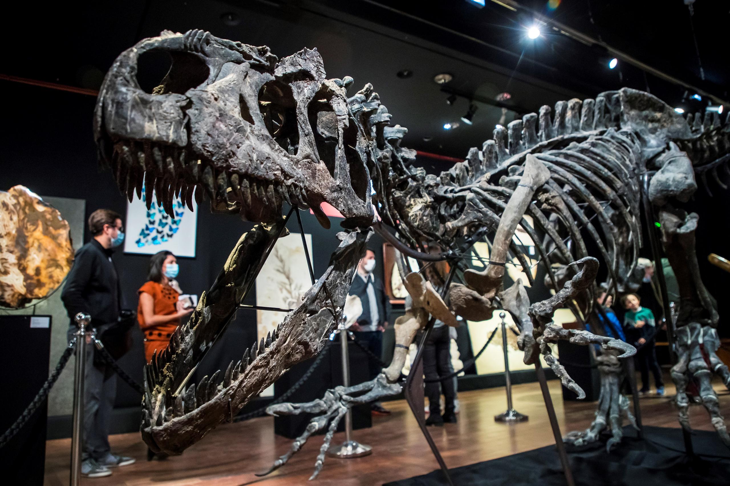 Unos visitantes contemplan el esqueleto de un alosauro expuesto y subastado en la sala de subastas Drouot en París.