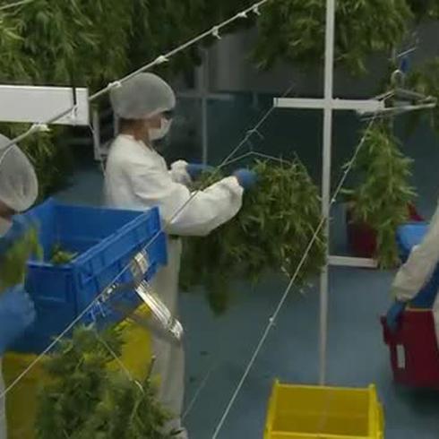 Uruguay con su primera exportación de marihuana medicinal 