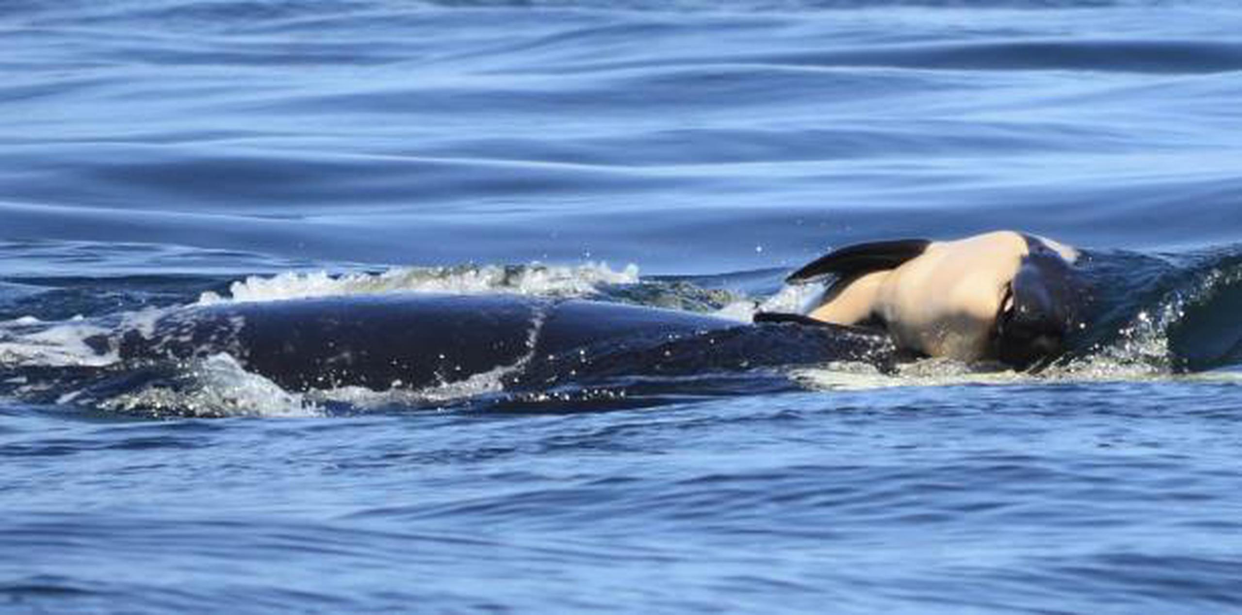 La orca, conocida como J35, ha estado empujando a su cría muerta durante varios kilómetros en las aguas del estado de Washington y Columbia Británica. (Michael Weiss / Center for Whale Research vía AP)